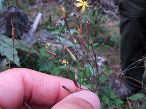 Photo By: Stephen M. Young. Photo taken: Clinton County, NY on 7 September 2006